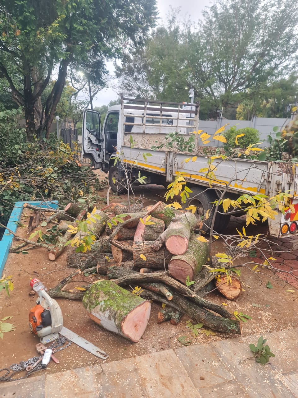 Logs cut and piled for removal