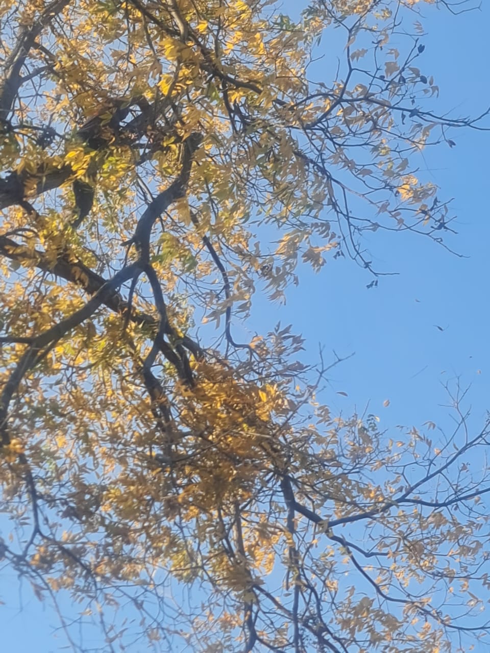 Tree canopy before felling - pre-assessment