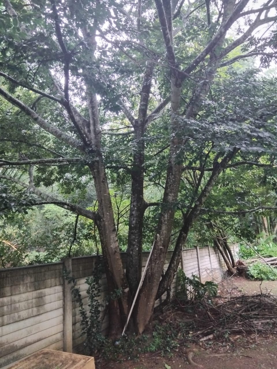 Tree canopy and branch trimming service in KZN Midlands
