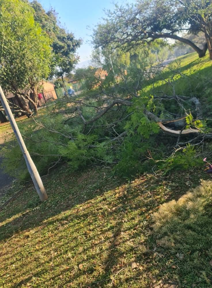 Felled tree branches on open ground after clearing
